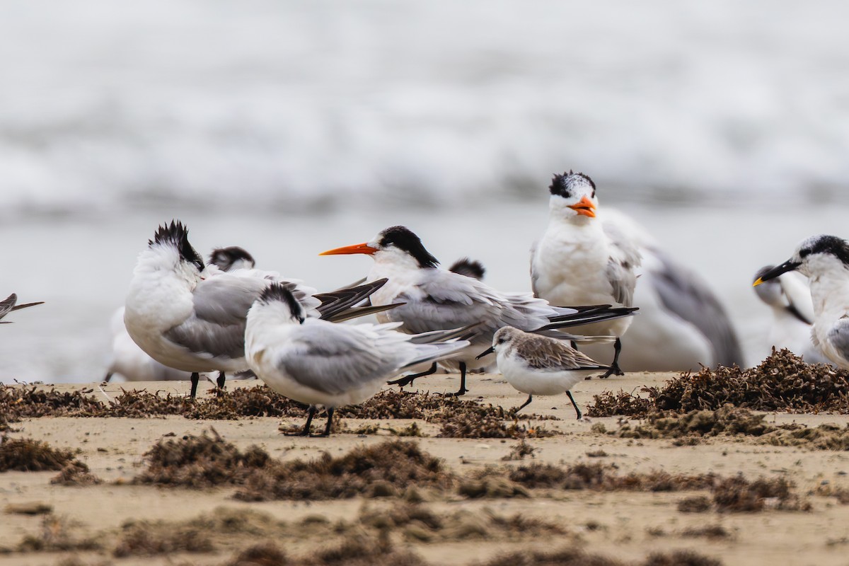 rybák západní - ML646436593