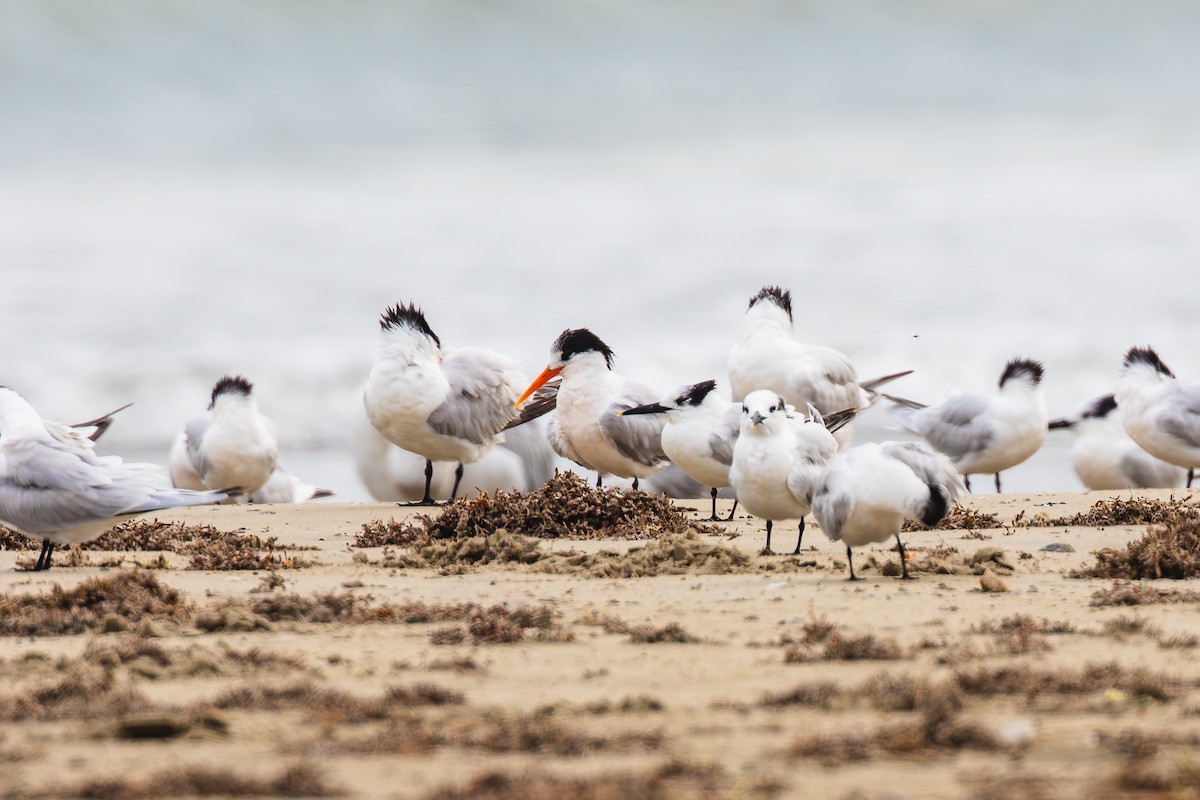 rybák západní - ML646436594