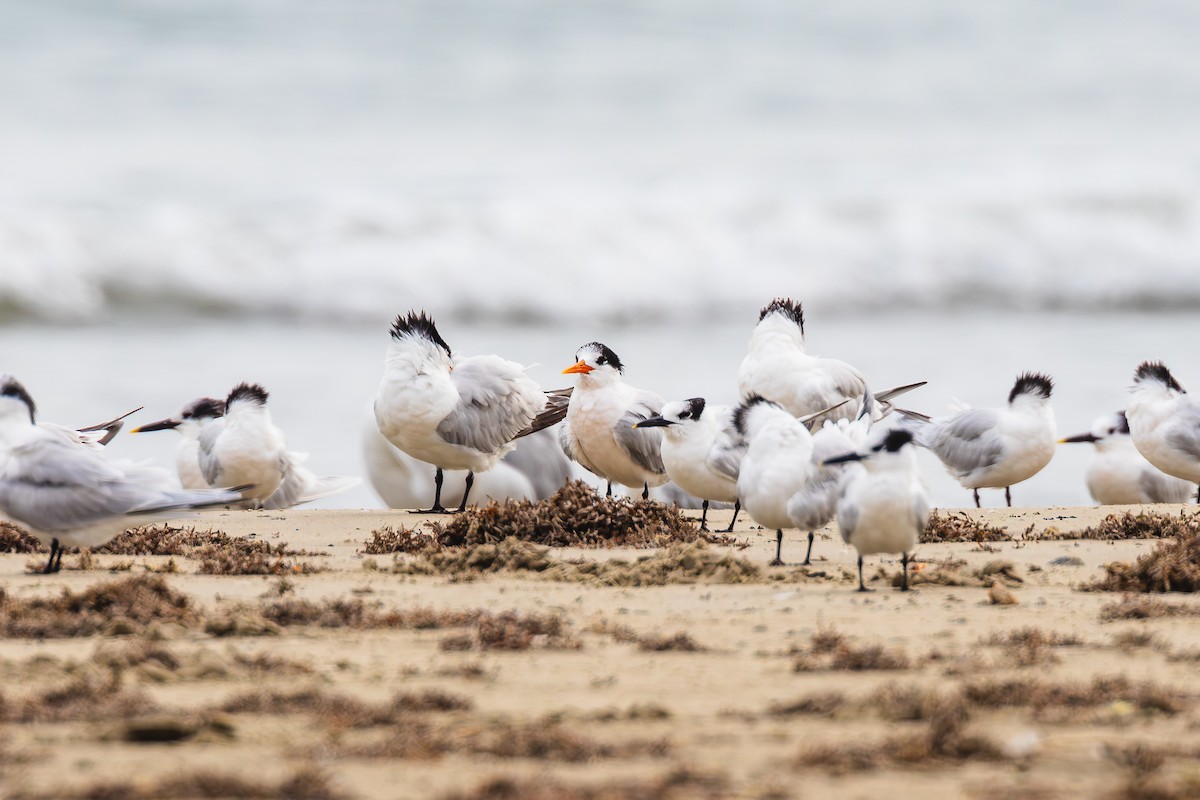 rybák západní - ML646436595