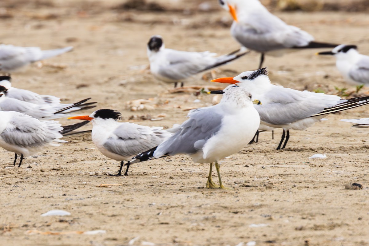 rybák západní - ML646436596