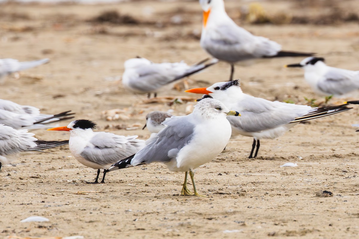 rybák západní - ML646436597