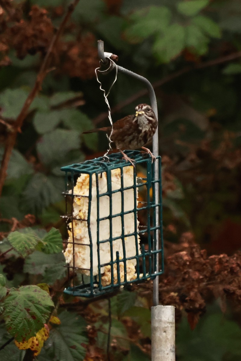 ウタスズメ（rufina グループ） - ML646436600