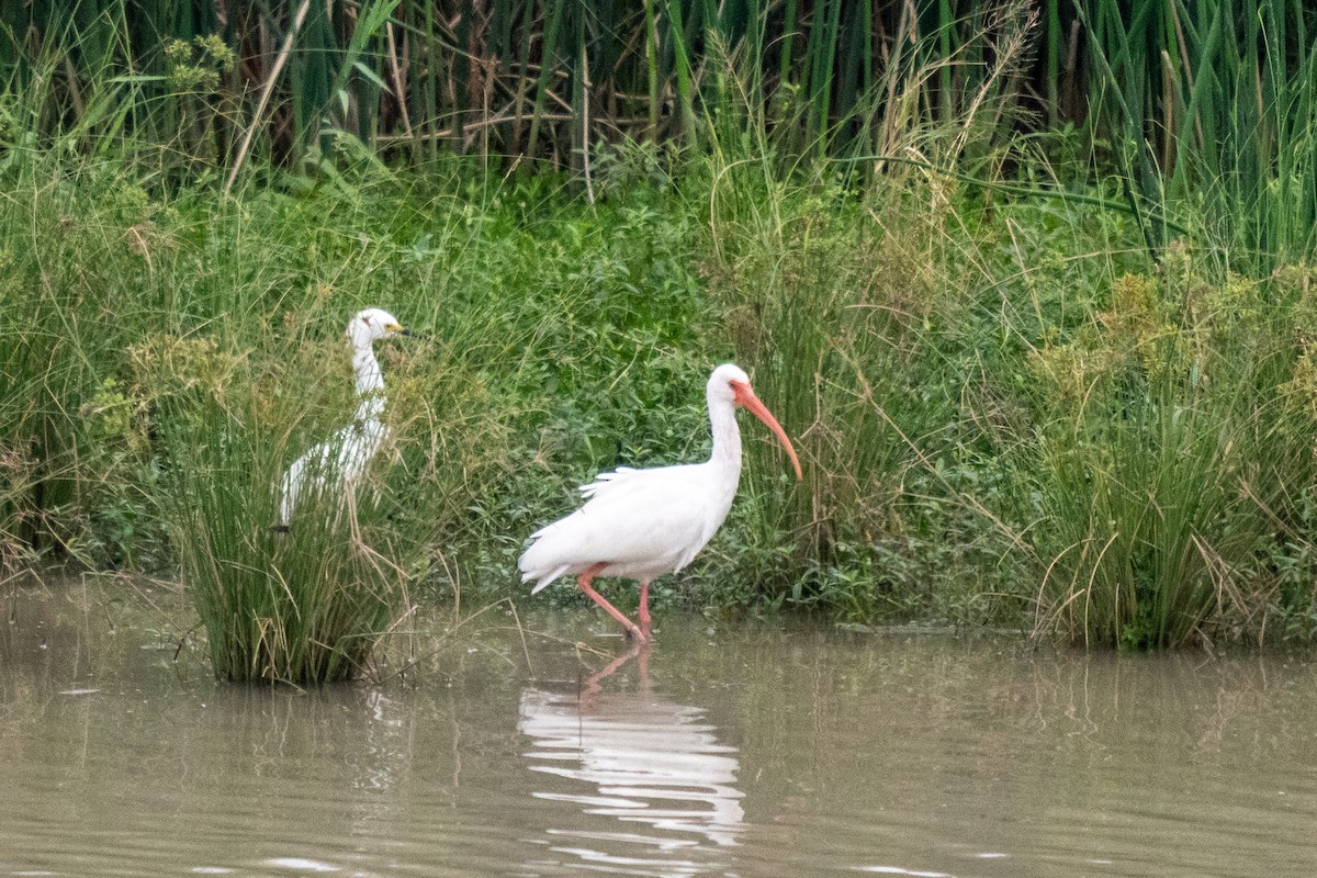 White Ibis - ML646436601