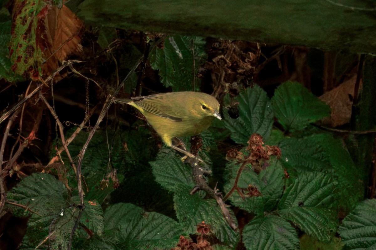 サメズアカアメリカムシクイ（lutescens） - ML646436604