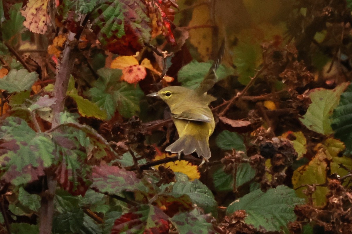 サメズアカアメリカムシクイ（lutescens） - ML646436605