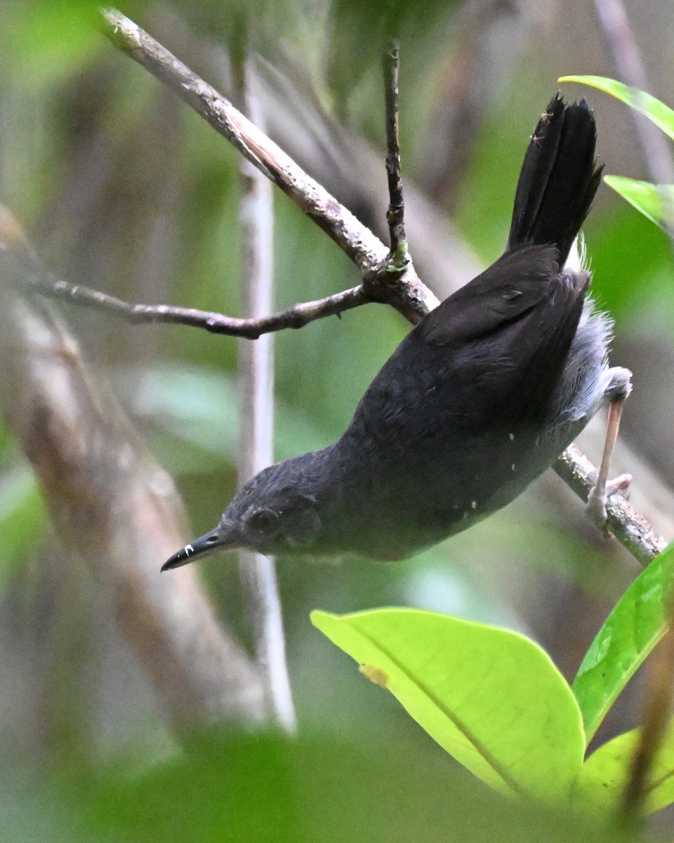 Yapacana Antbird - ML646436606