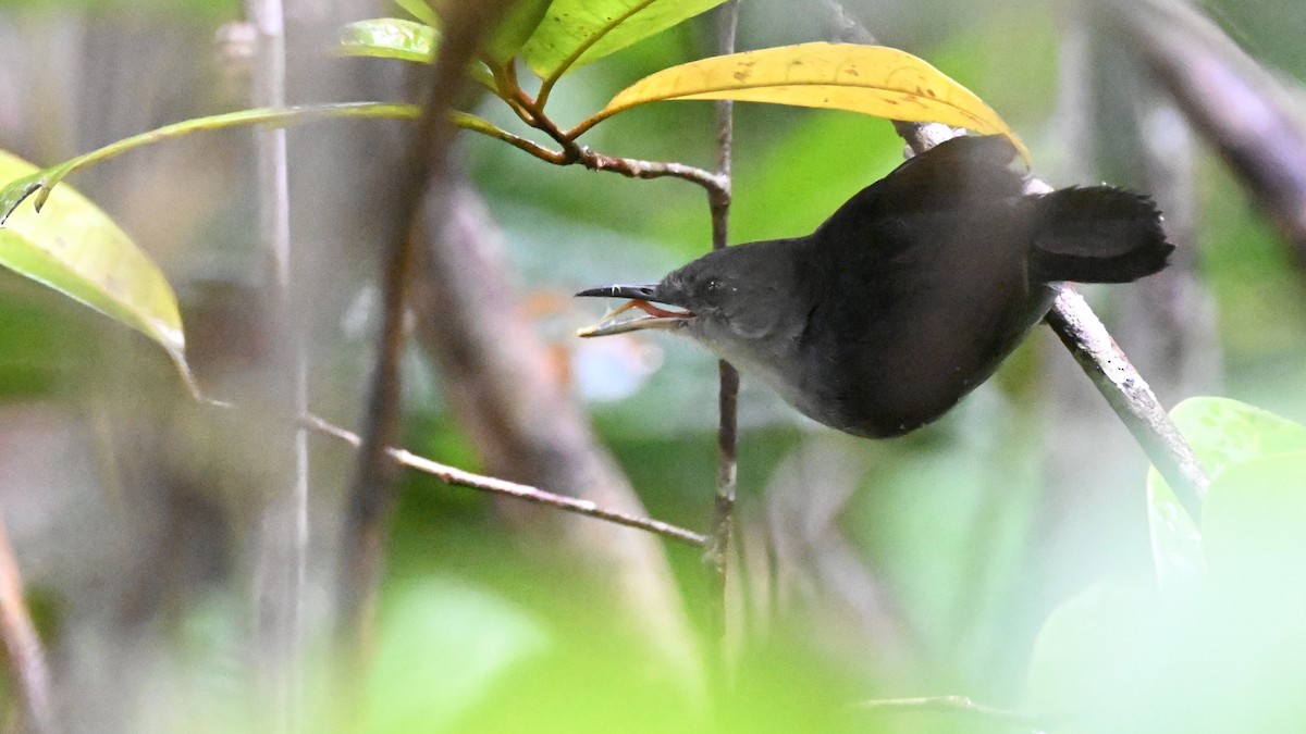 Yapacana Antbird - ML646436607