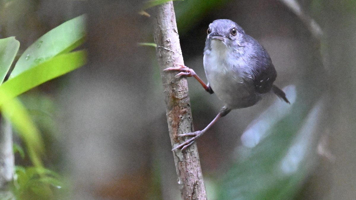 Yapacana Antbird - ML646436608