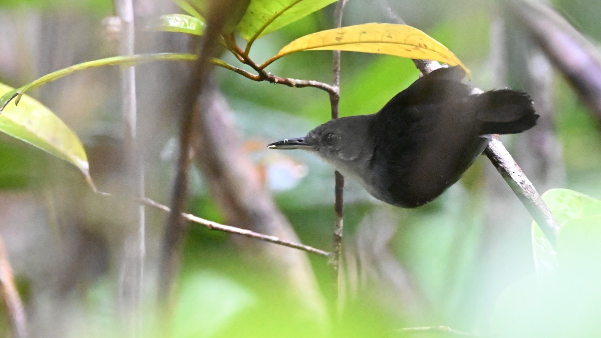 Yapacana Antbird - ML646436609