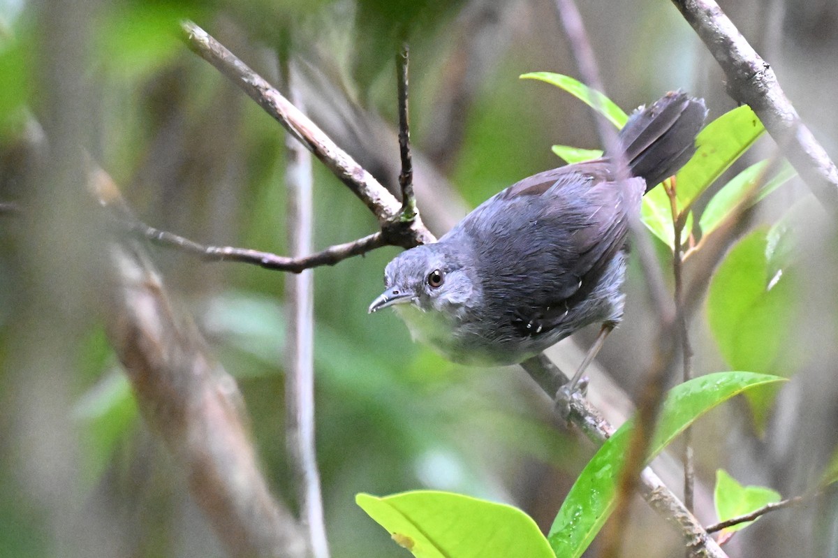 Yapacana Antbird - ML646436610