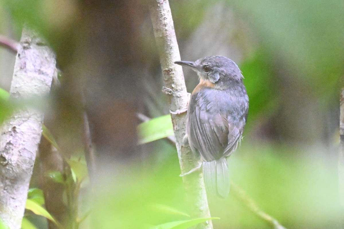 Yapacana Antbird - ML646436611