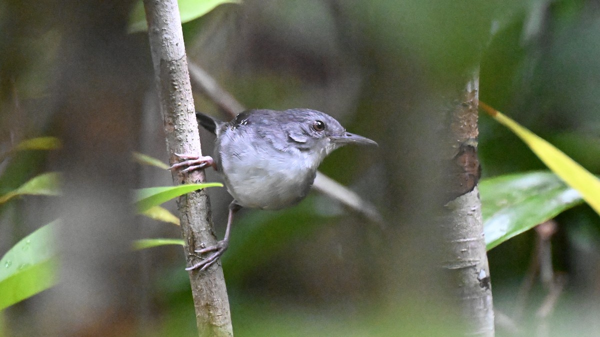 Yapacana Antbird - ML646436613