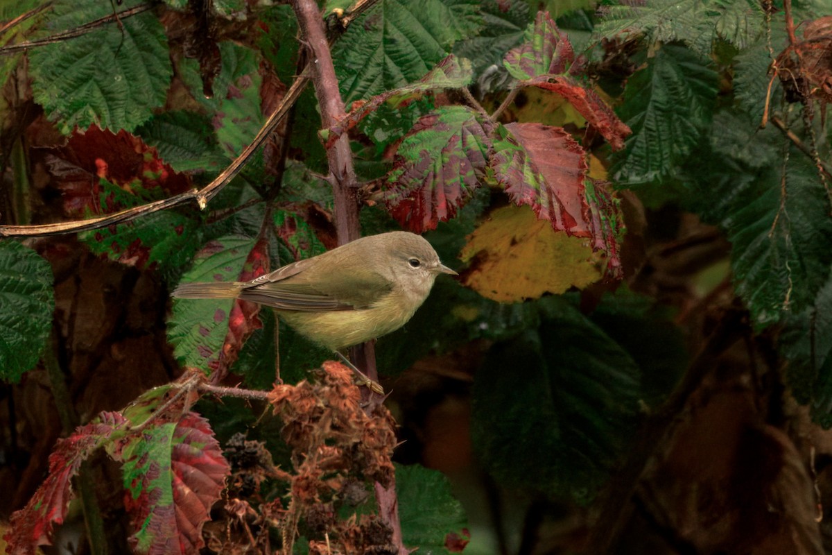 サメズアカアメリカムシクイ（celata／orestera） - ML646436614