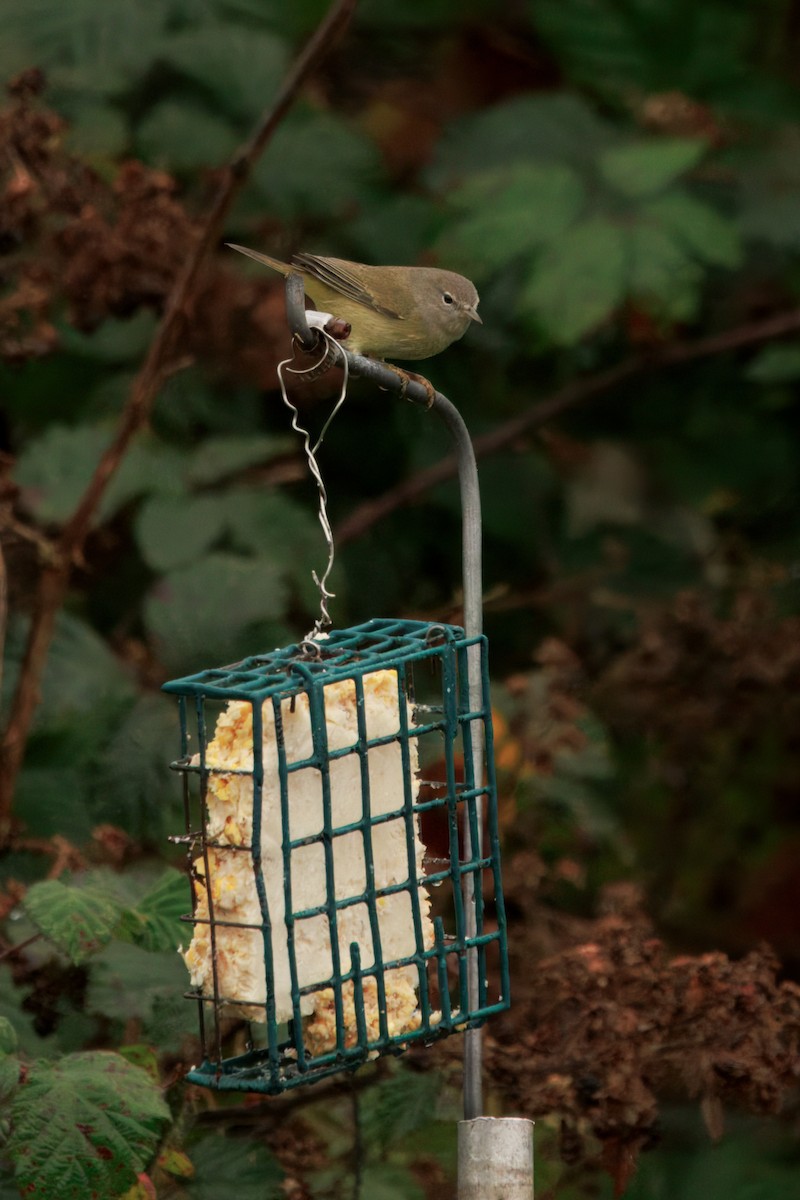 サメズアカアメリカムシクイ（celata／orestera） - ML646436616