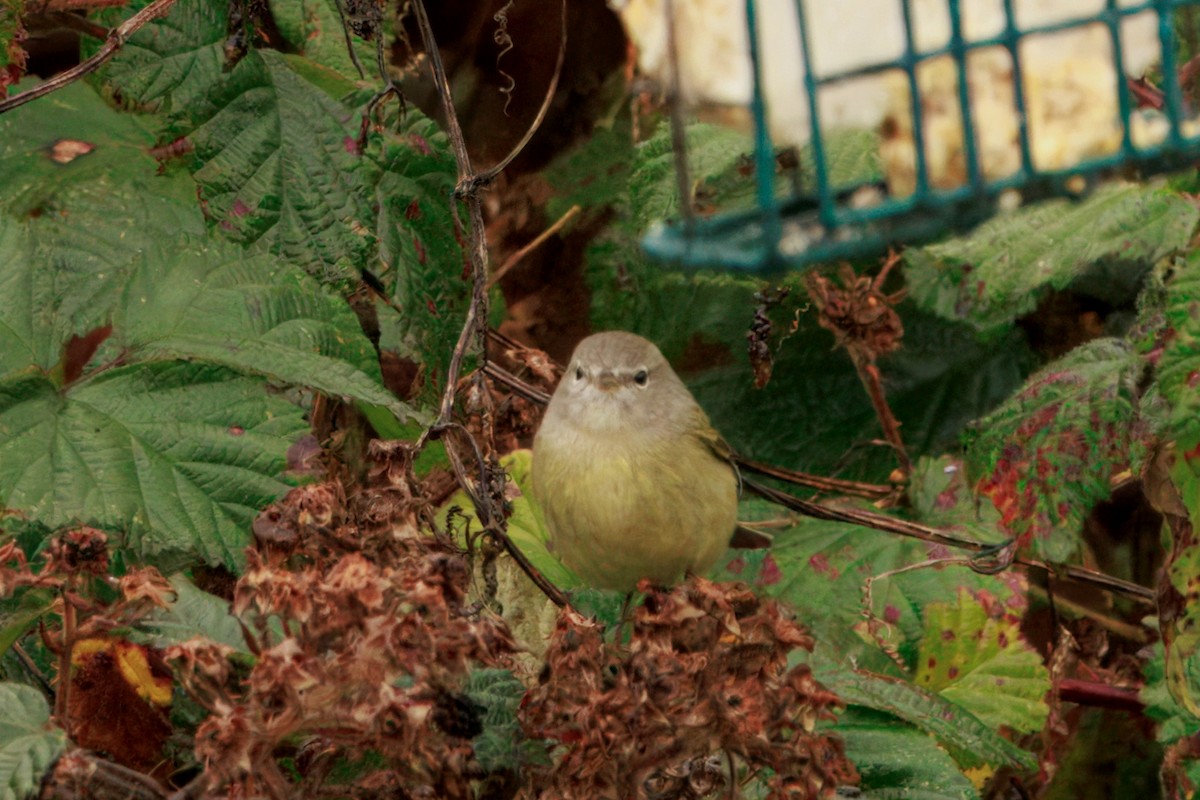 サメズアカアメリカムシクイ（celata／orestera） - ML646436617