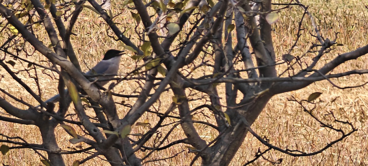 Azure-winged Magpie - ML646436621