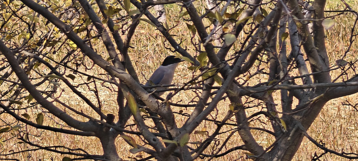 Azure-winged Magpie - ML646436622