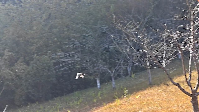 Сорока блакитна - ML646436623