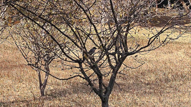 Сорока блакитна - ML646436624