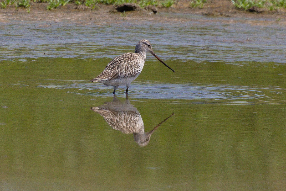 Kıyı Çamurçulluğu - ML646436626