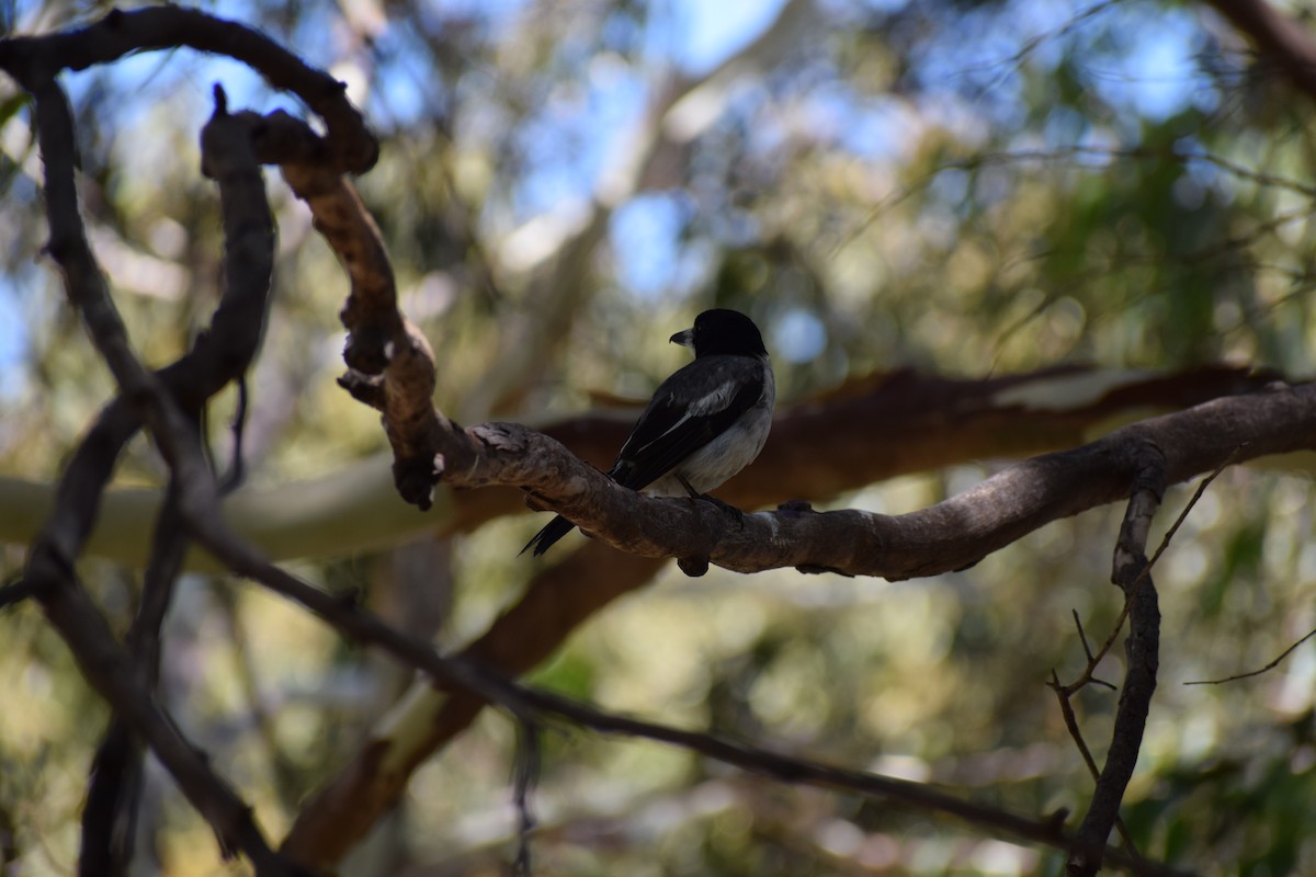 Gray Butcherbird - ML646436627