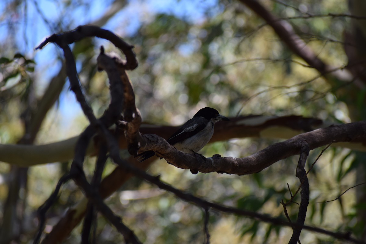 Gray Butcherbird - ML646436628
