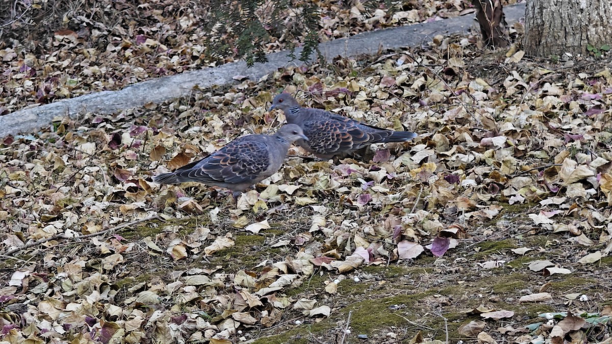 Oriental Turtle-Dove - ML646436633