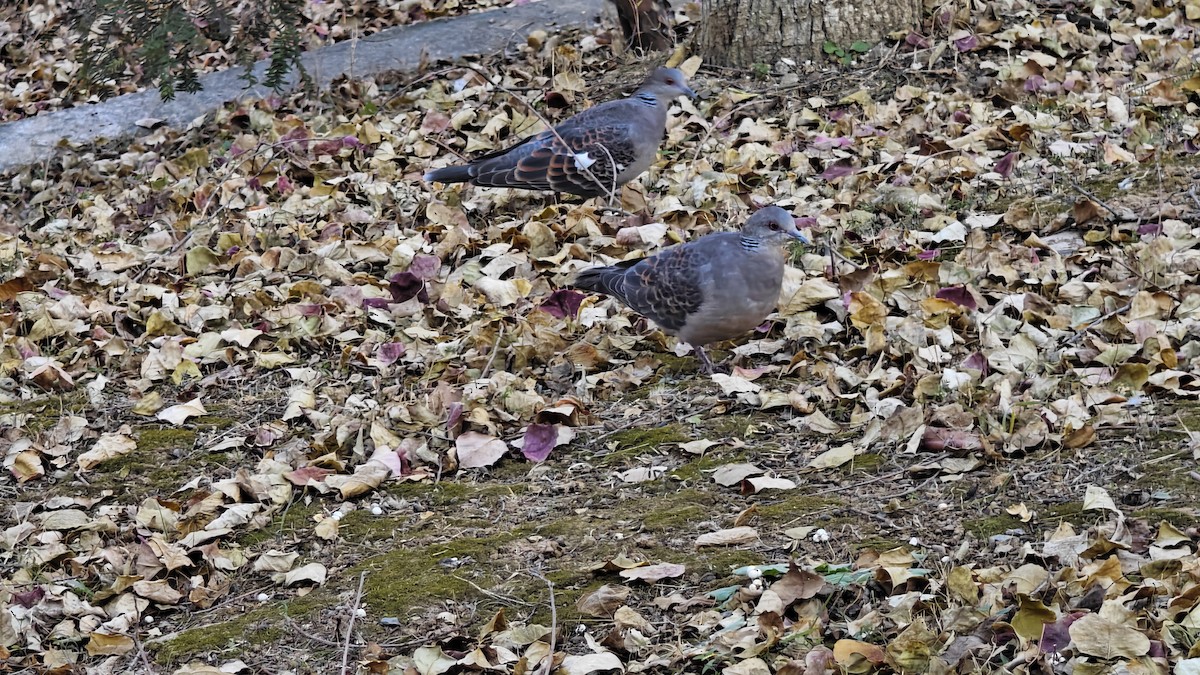 Oriental Turtle-Dove - ML646436634