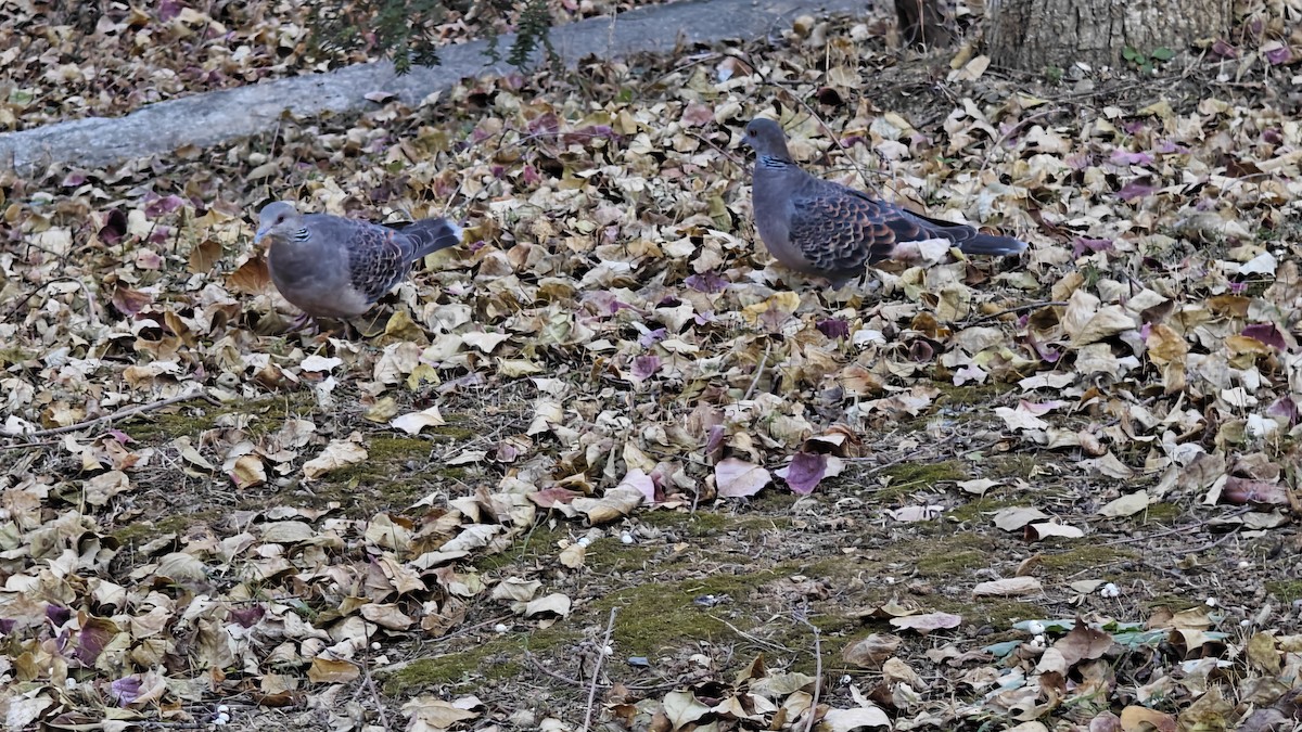 Oriental Turtle-Dove - ML646436635
