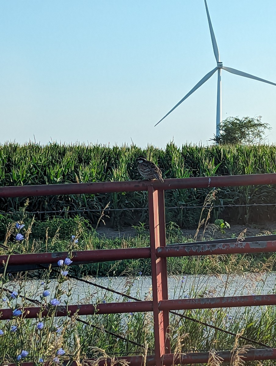 Northern Bobwhite - ML646436636