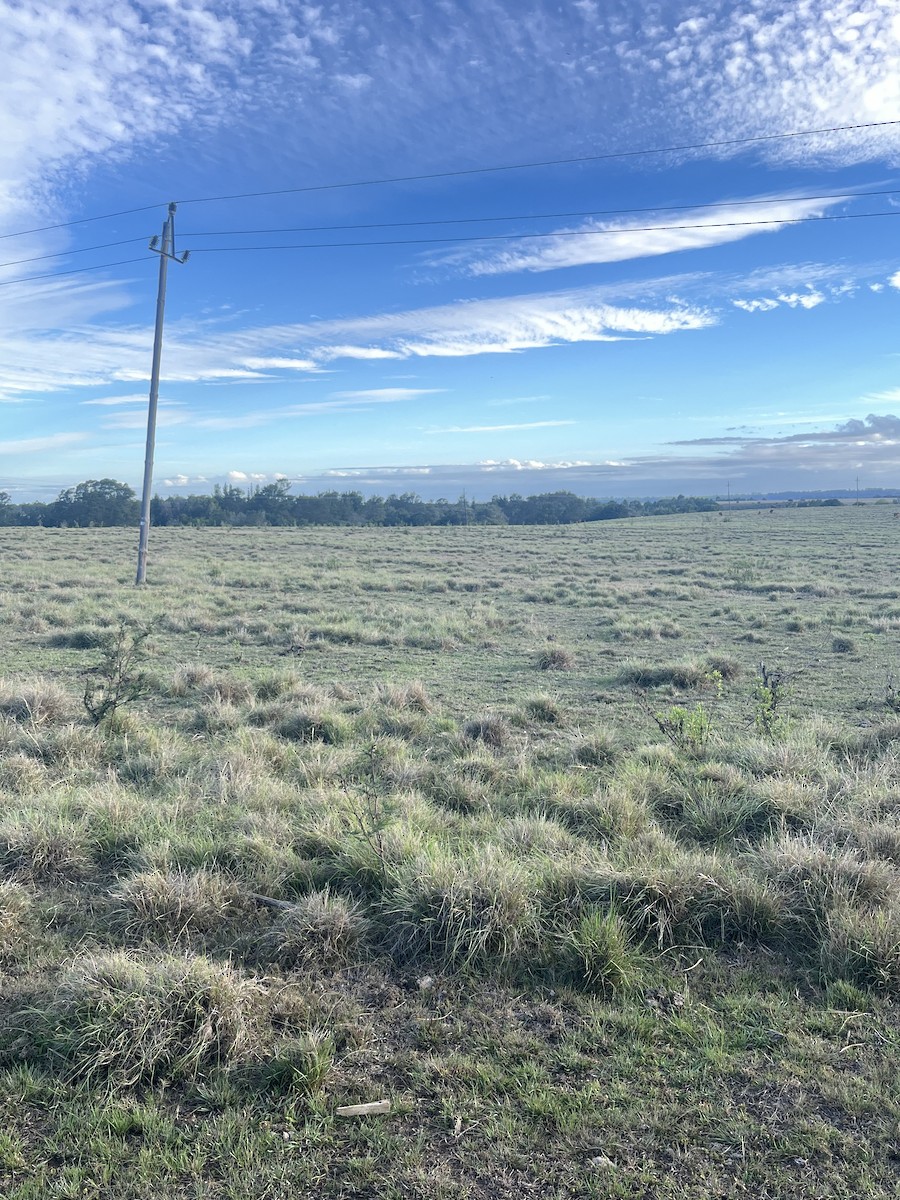 Plain-backed Pipit - ML646436638