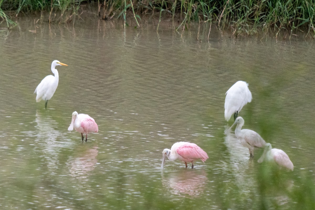 Roseate Spoonbill - ML646436641