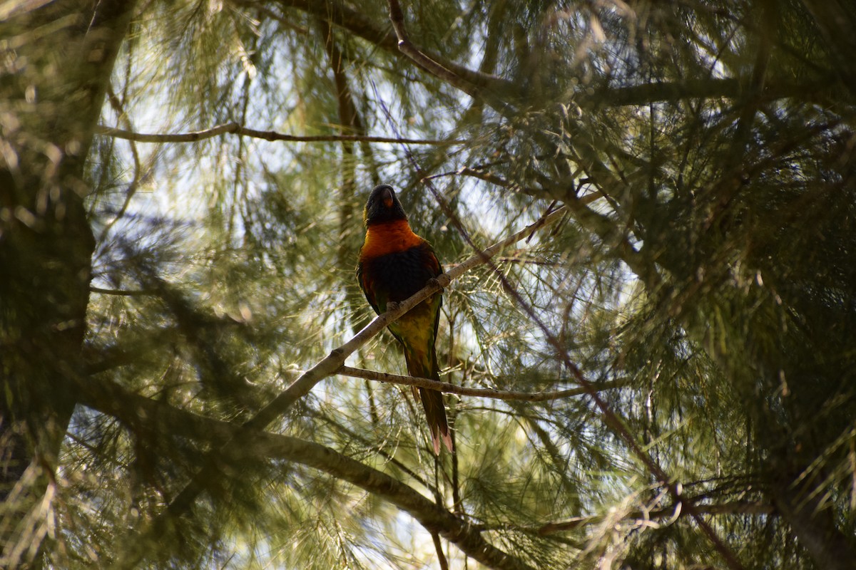 Rainbow Lorikeet - ML646436642