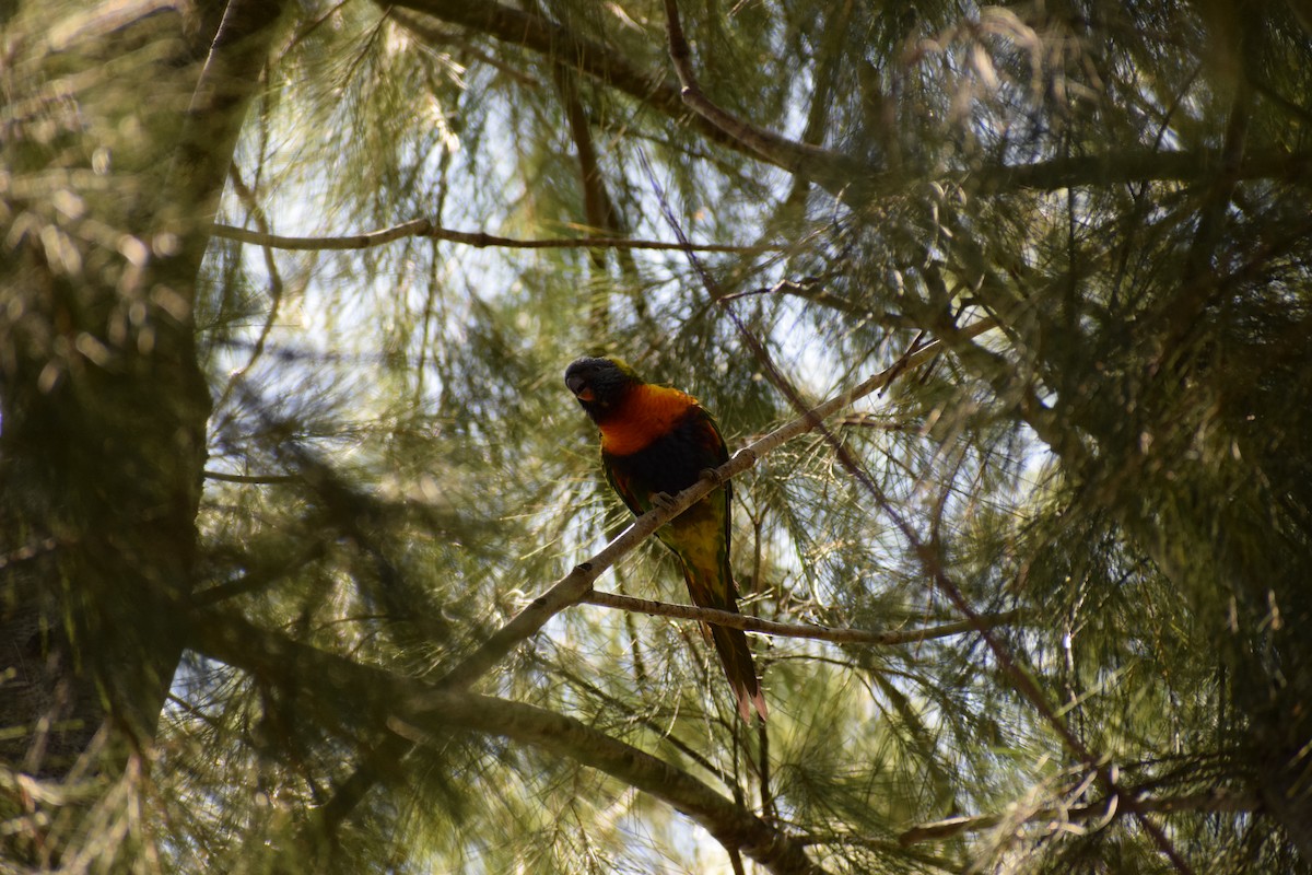 Rainbow Lorikeet - ML646436643