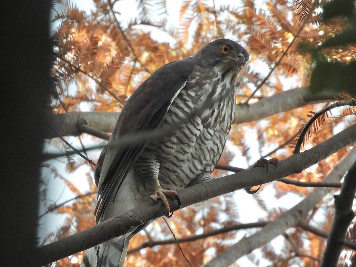 カンムリオオタカ - ML646436645