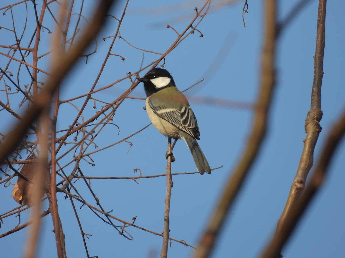 シジュウカラ - ML646436648