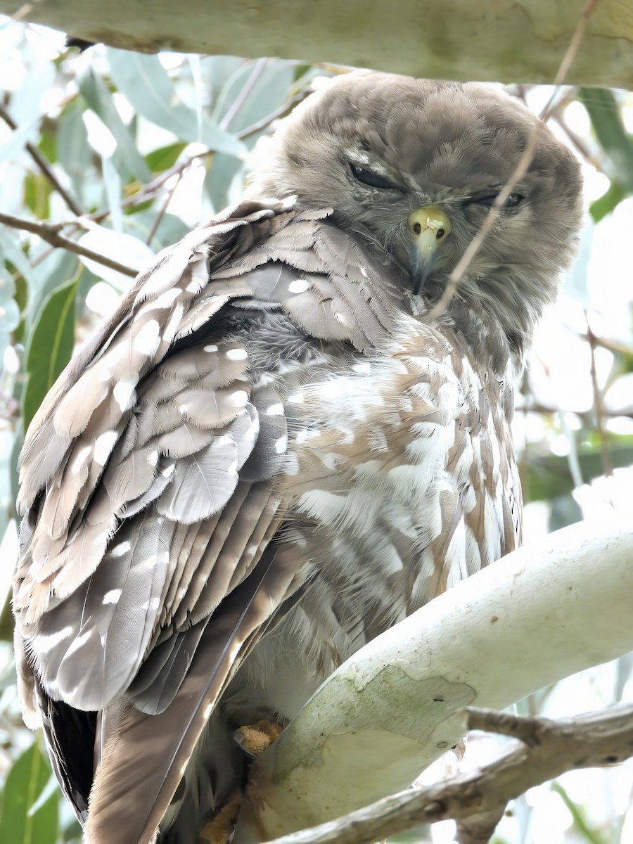 sovka štěkavá - ML646436650