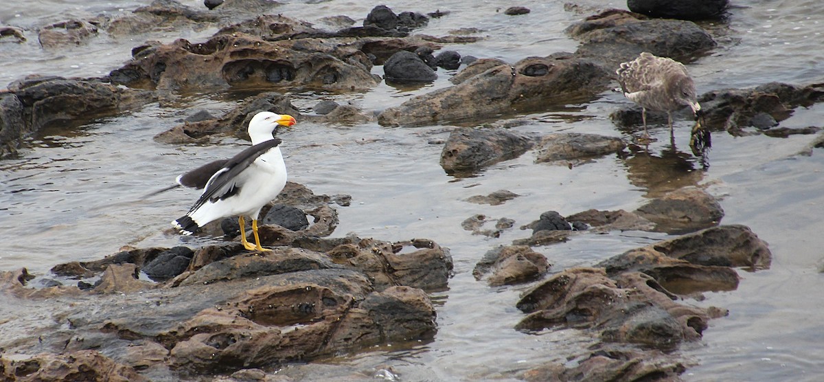 Pacific Gull - ML646436653