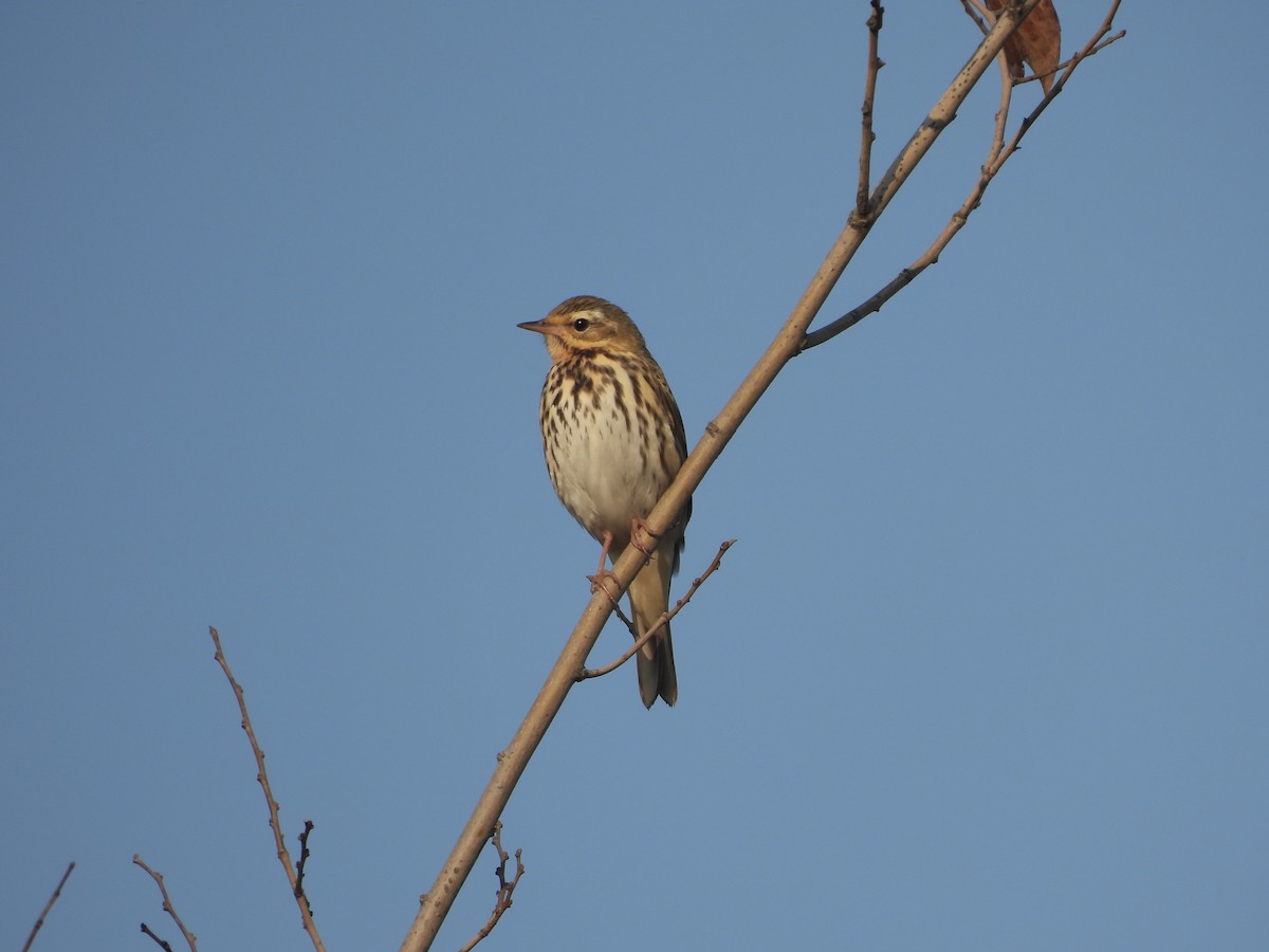 ビンズイ - ML646436654