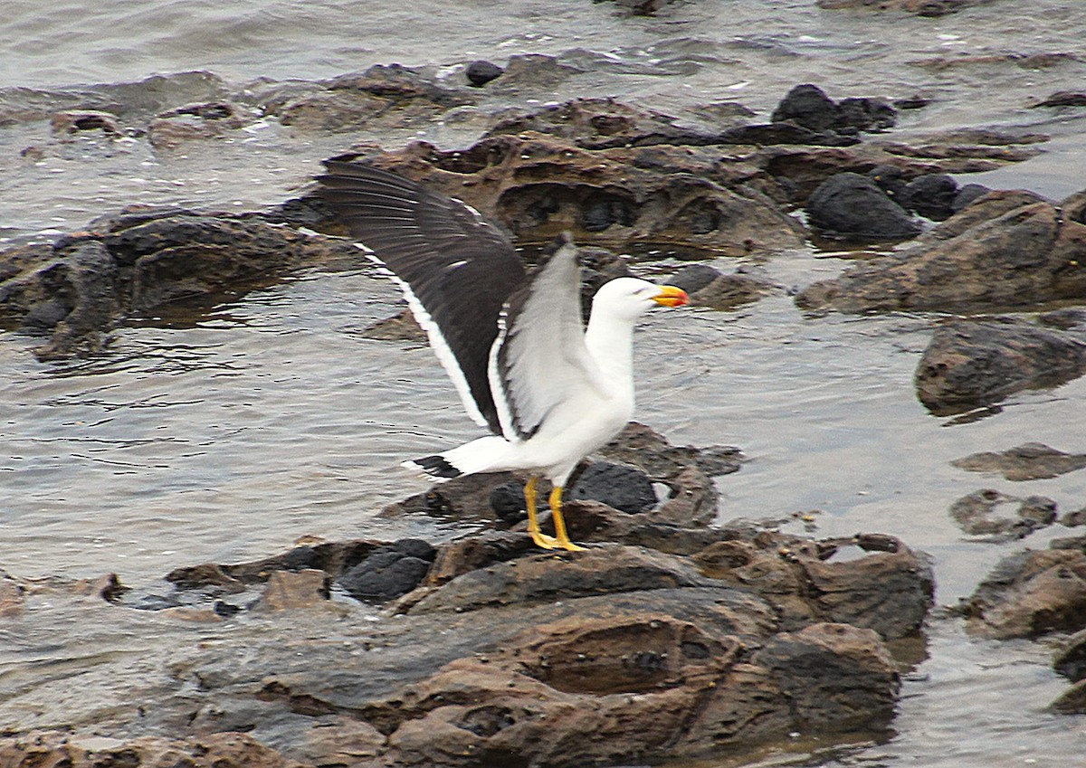 Pacific Gull - ML646436655