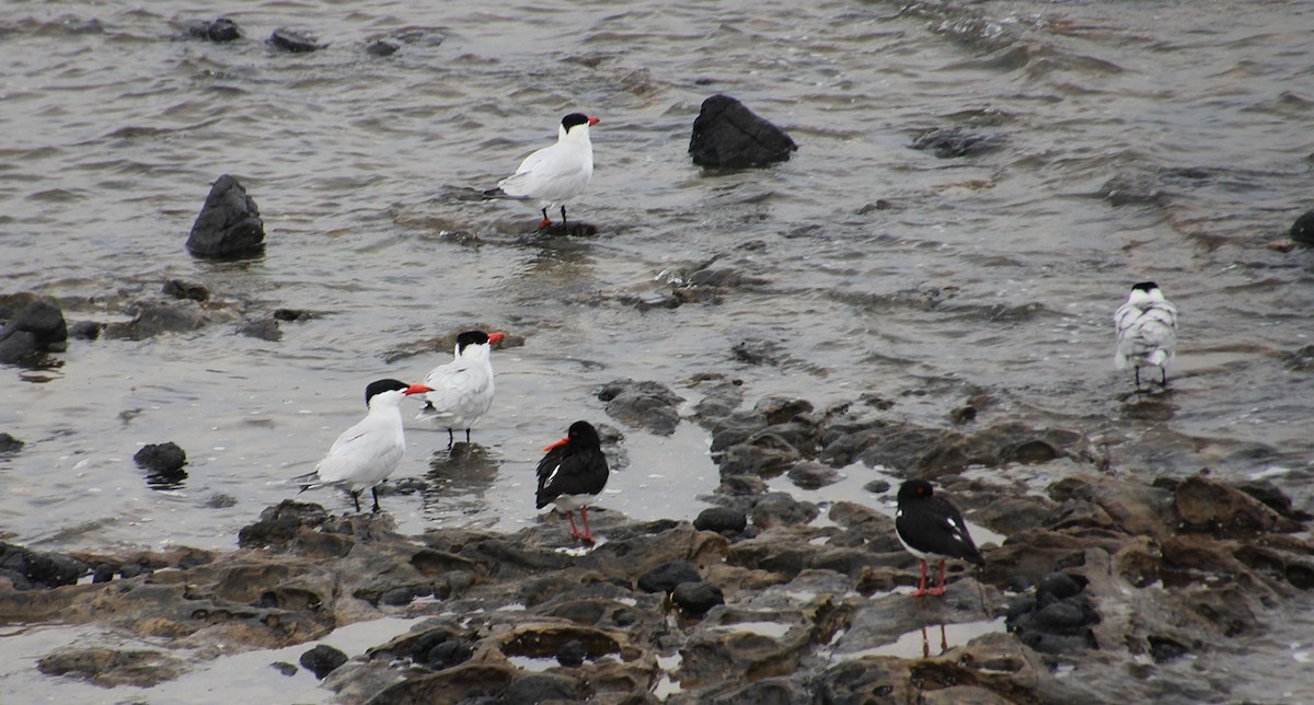 Caspian Tern - ML646436658