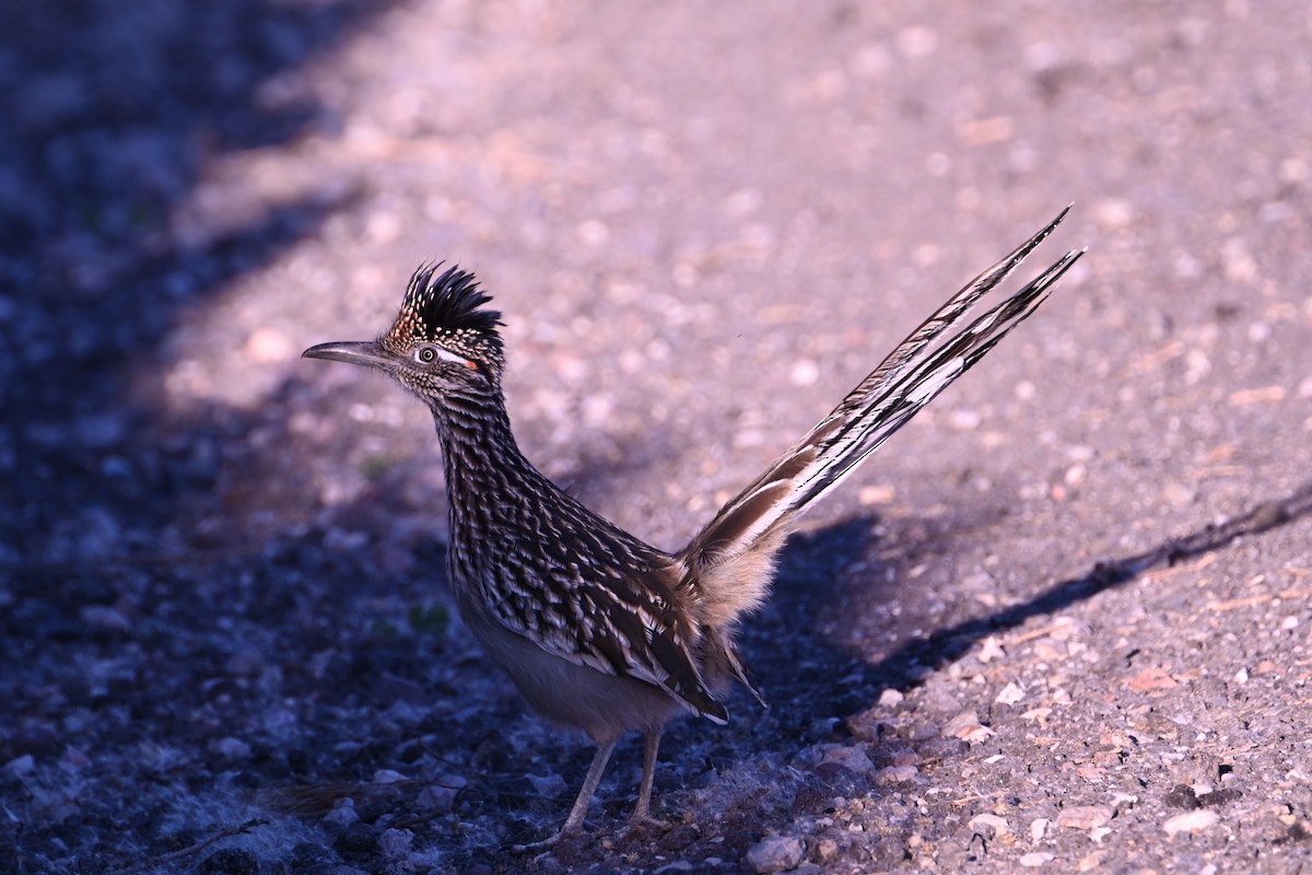 Greater Roadrunner - ML646436659