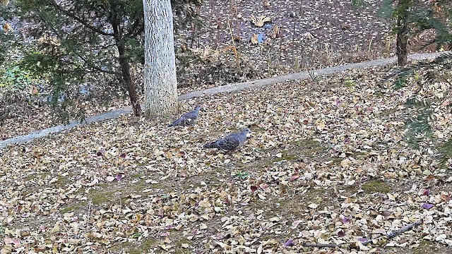 Горлиця велика - ML646436663