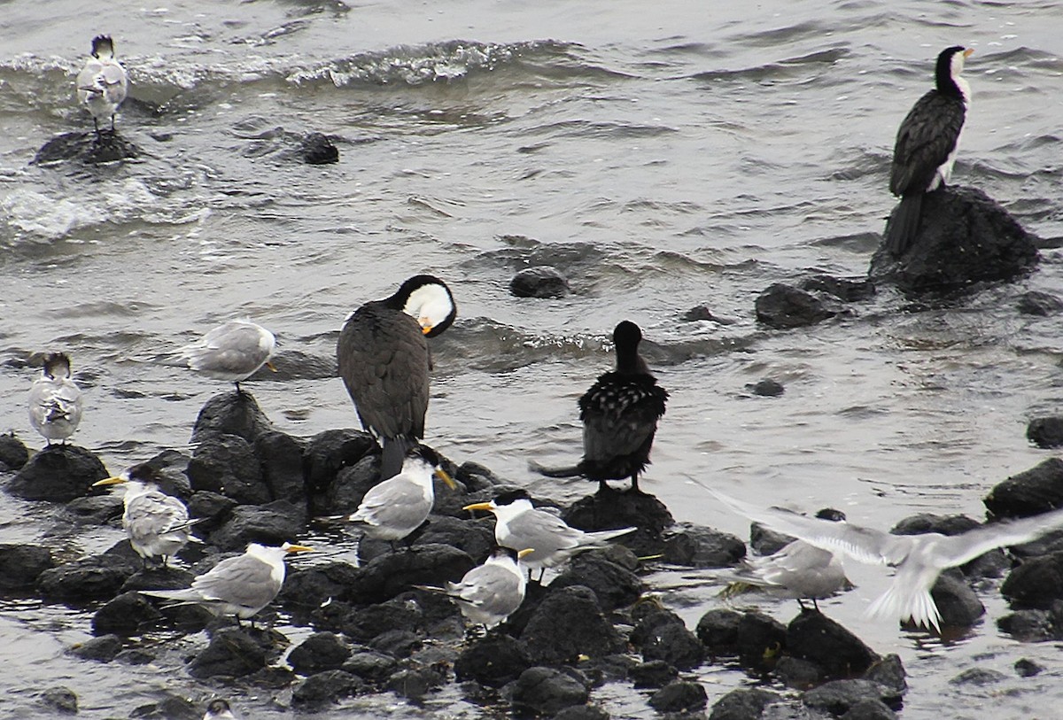 Pied Cormorant - ML646436664