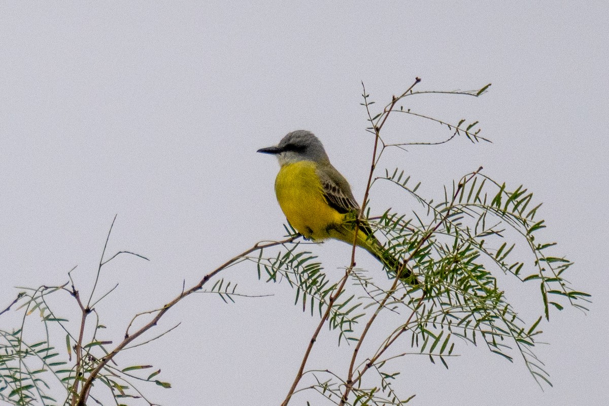 Tropical/Couch's Kingbird - ML646436670