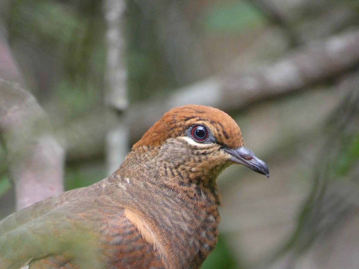 Brown Cuckoo-Dove - ML646436672