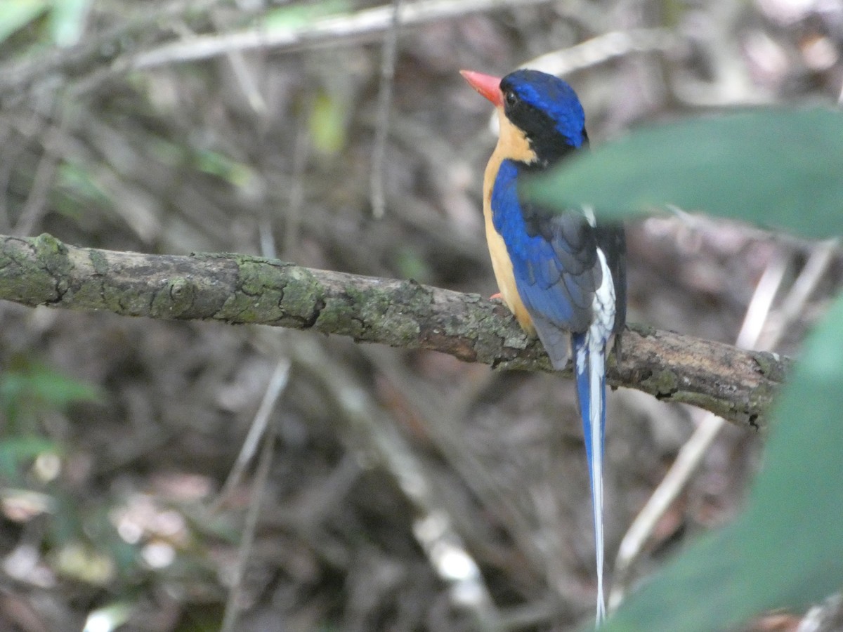 Buff-breasted Paradise-Kingfisher - ML646436674