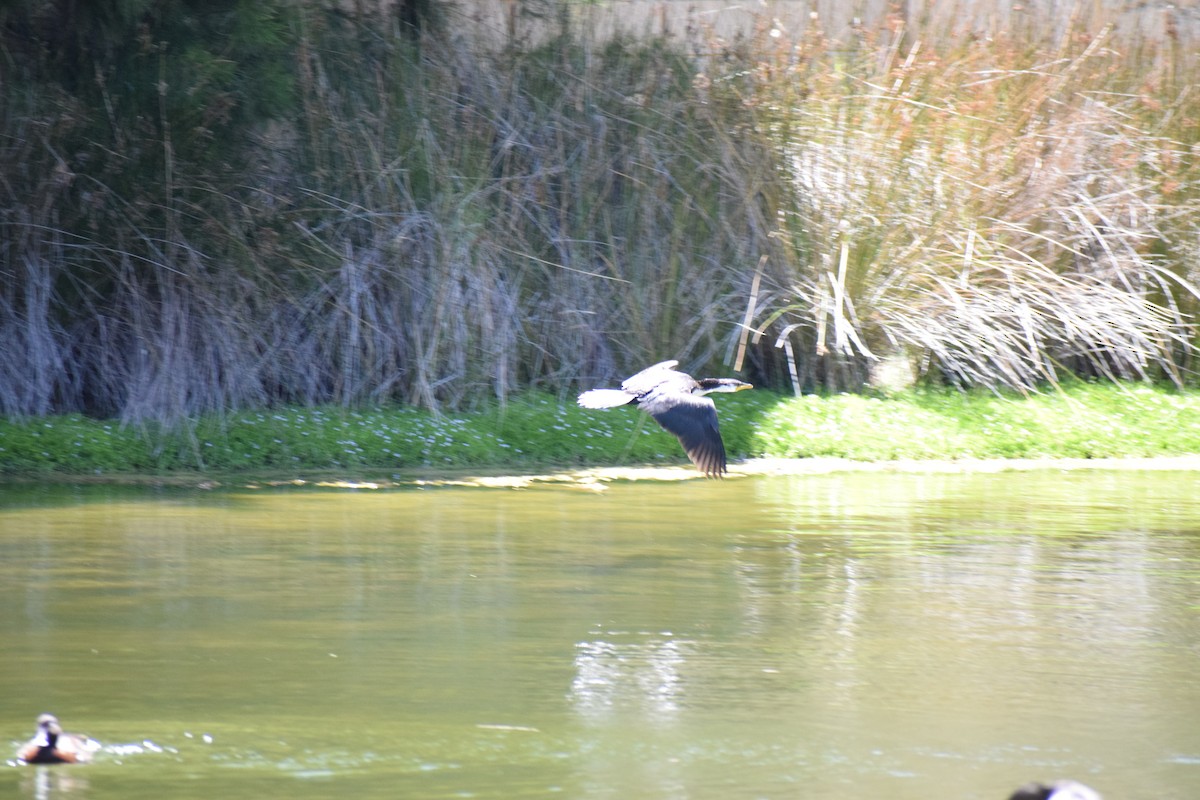 Little Pied Cormorant - ML646436675