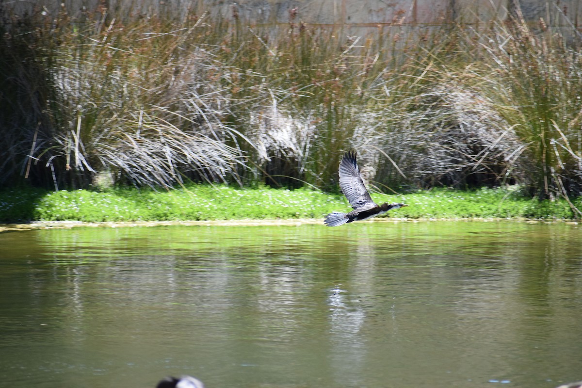 Little Pied Cormorant - ML646436676