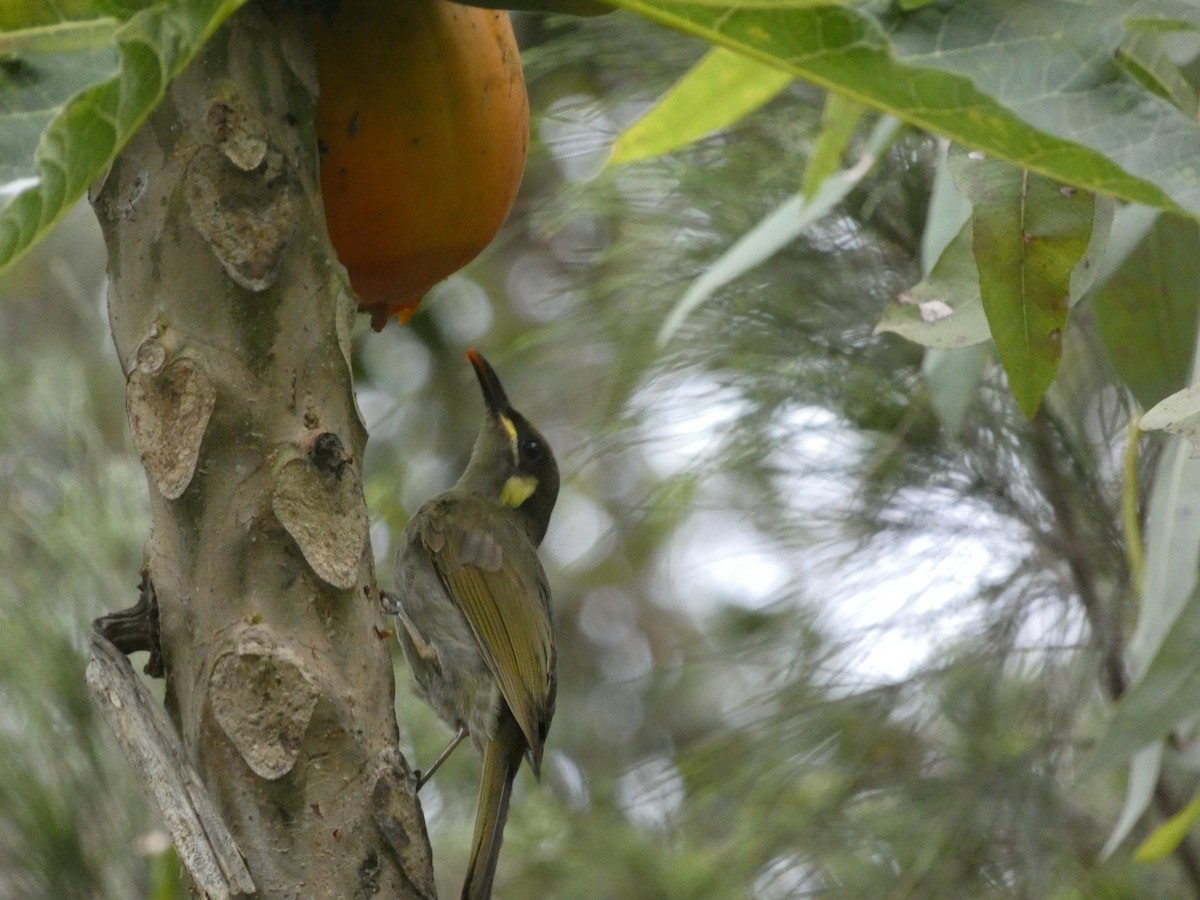 Yellow-spotted Honeyeater - ML646436679